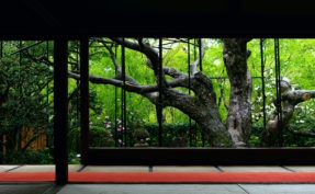京都の新緑を楽しむ<br>おすすめスポット9選