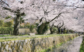 混雑を避けて楽しめるお花見穴場スポット！ 京都の隠れた桜の名所5選