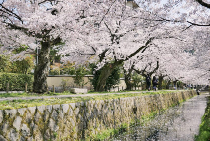 混雑を避けて楽しめるお花見穴場スポット! 京都の隠れた桜の名所5選