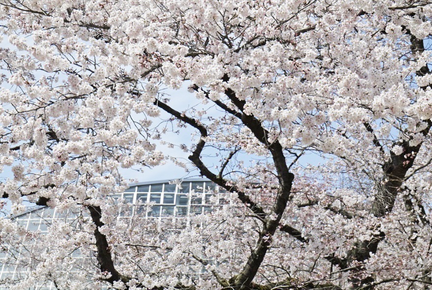 京都花街より おか善さんの付け帯 ベージュ地 桜-