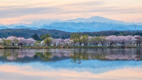 《石川県》絶対に行くべき!桜スポット5選 【金沢・加賀・白山・能登】