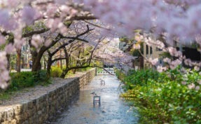 京都・高瀬川の桜並木をひとり占め！<br>桜舞う大パノラマが広がる町家宿