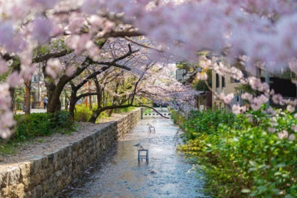 京都・高瀬川の桜並木をひとり占め!桜舞う大パノラマが広がる町家宿