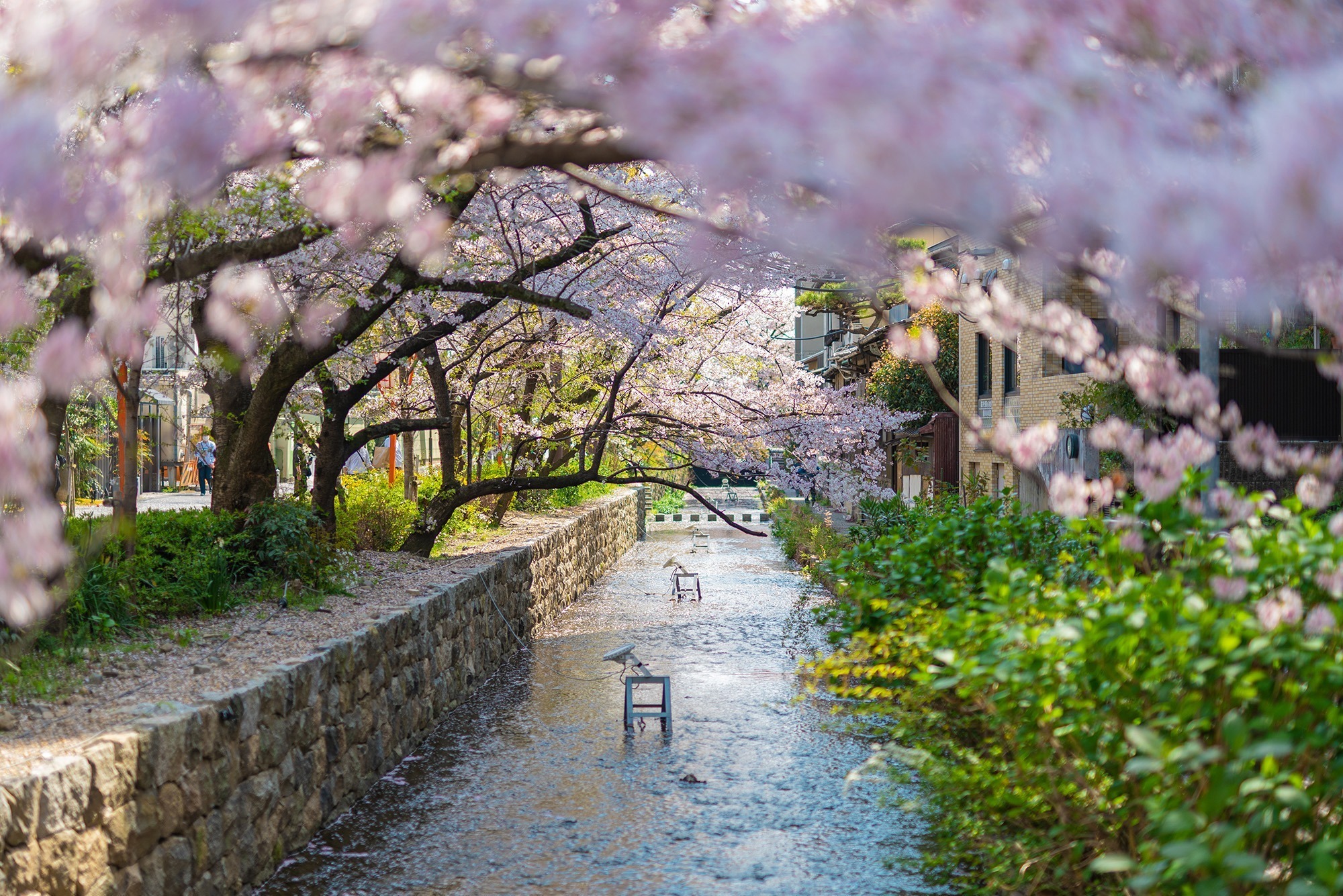 京都・高瀬川の桜並木をひとり占め！桜舞う大パノラマが広がる町家宿