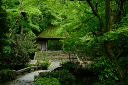 初夏の京都へ。新緑と涼を楽しむ初夏の京都旅