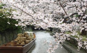 Spring Scenes in Kyoto, Japan