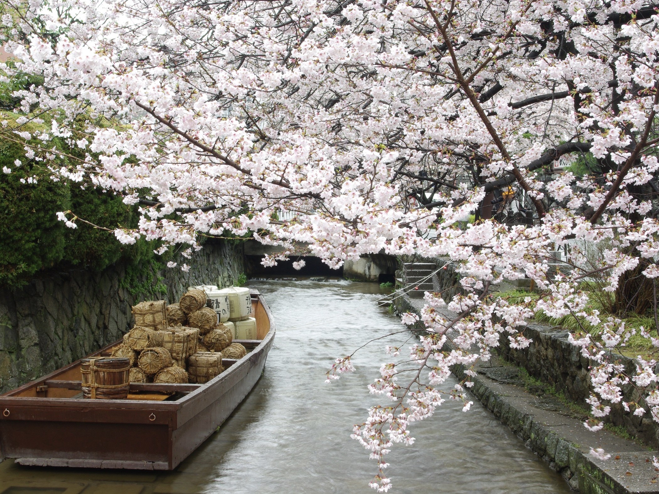 Spring Scenes in Kyoto, Japan