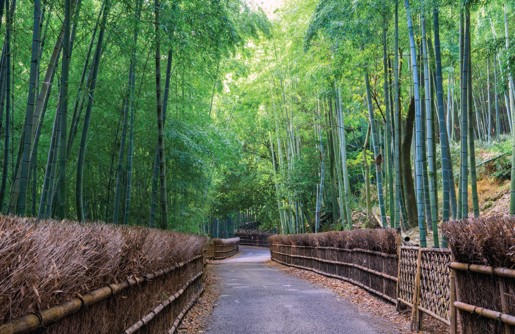 There are over tens of thousands of bamboo in the area, some standing more than 10m tall. 