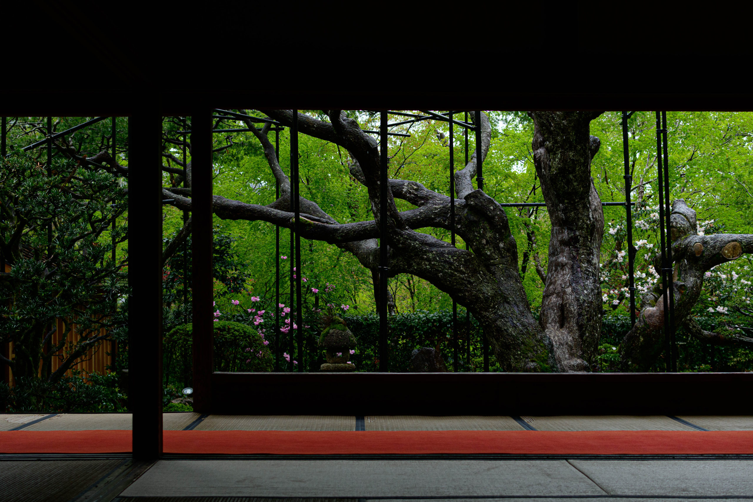 The 800-year-old Japanese white pine tree found at Hosen-in Temple is said to resemble Mt. Omi-Fuji of Shiga Prefecture.