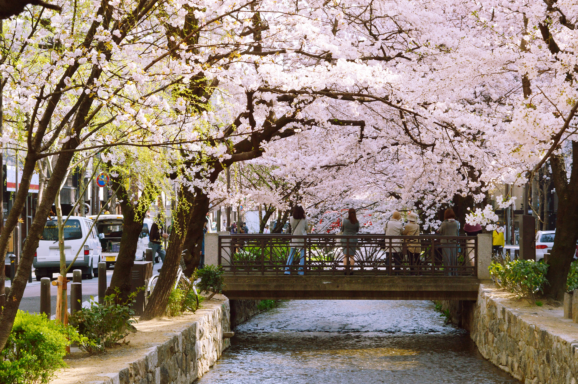 京都 高瀬川の桜並木をひとり占め 桜舞う大パノラマが広がる町家宿 Machiya Magazine A Blog By Machiya Inns Hotels