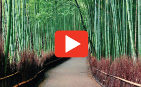 A relaxing walk through Kyoto’s Arashiyama Bamboo Forest (Japan)