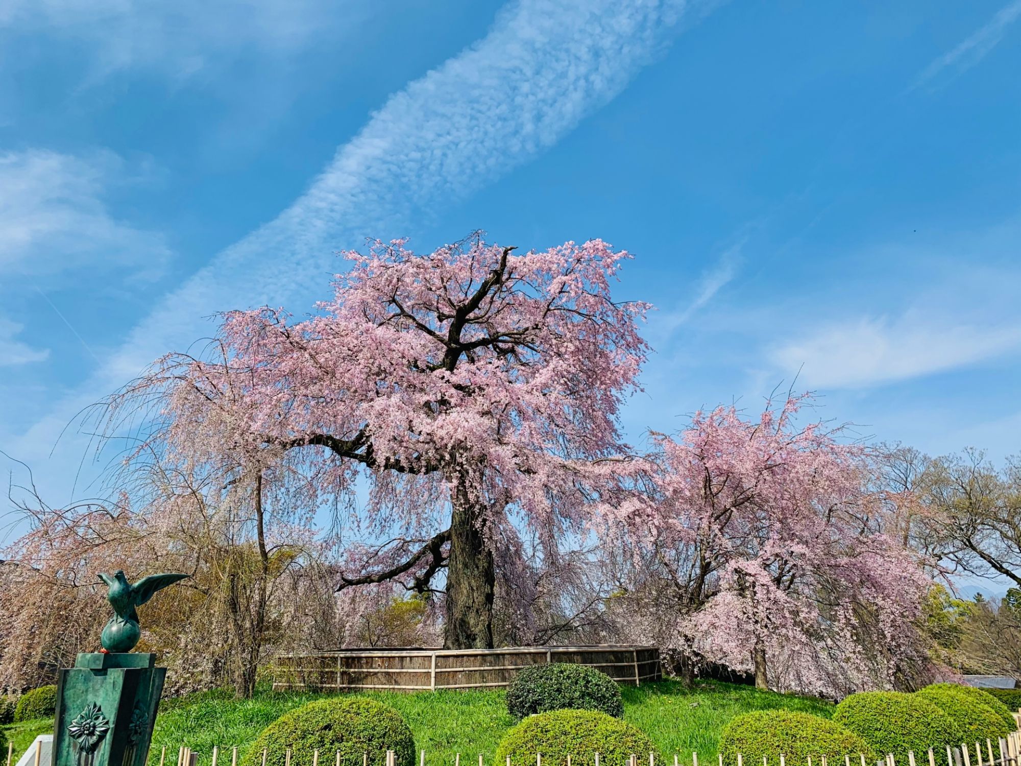 Maruyama Park by Yasaka Shrine in Kyoto