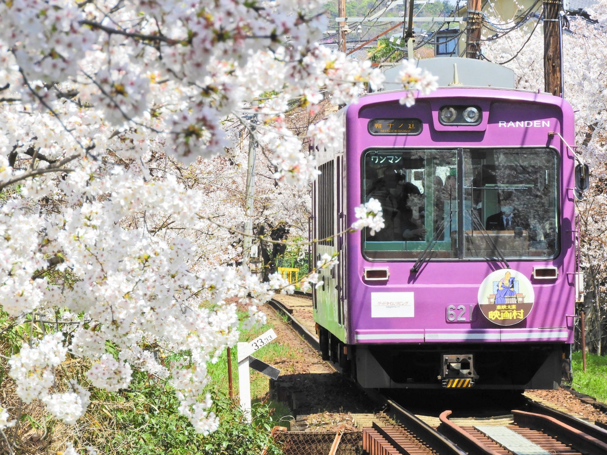 Randen Train going through cherry blossoms in Kyoto, Japan