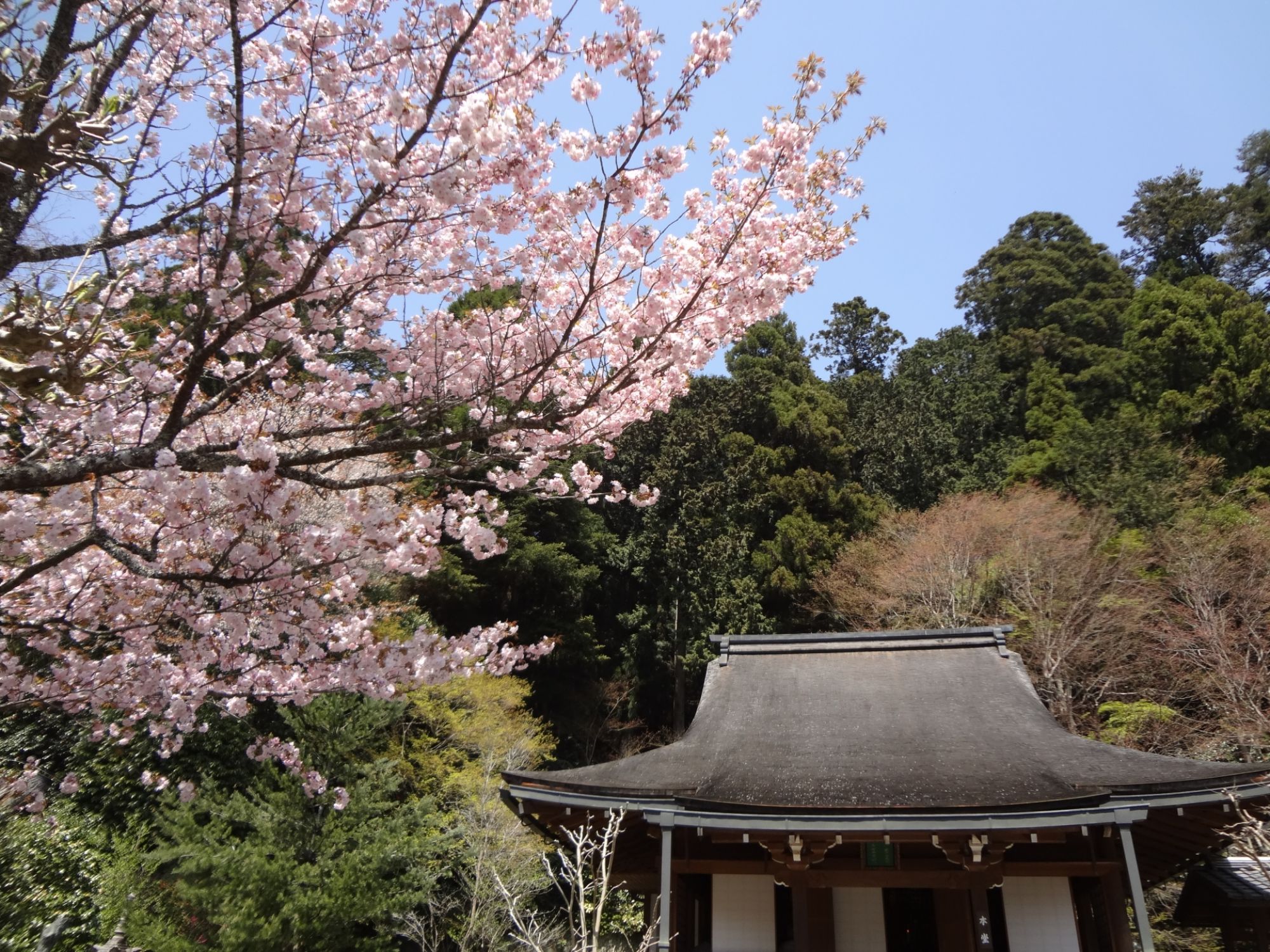 Ohara Village (cherry blossoms)