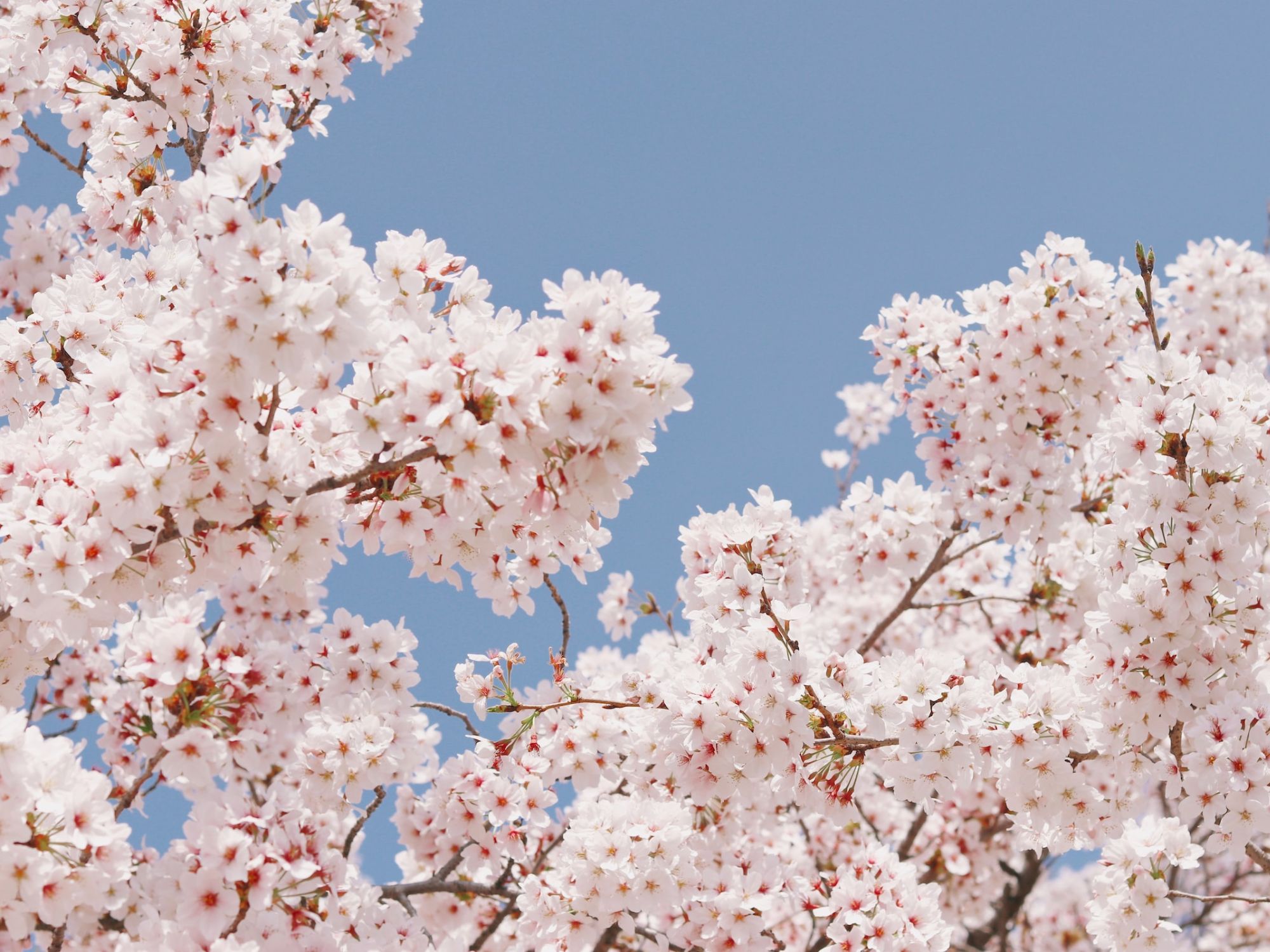 Cherry Blossom season in Kyoto, Japan