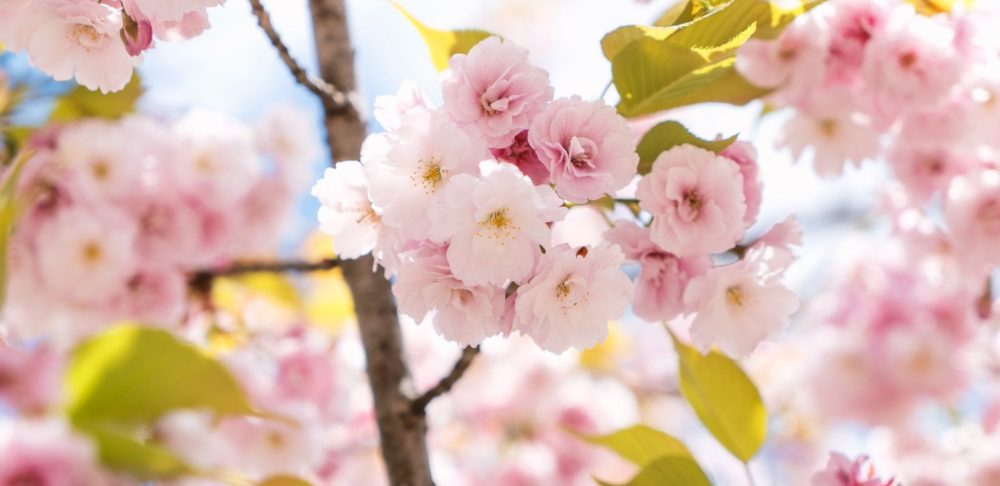 Cherry Blossoms in Japan