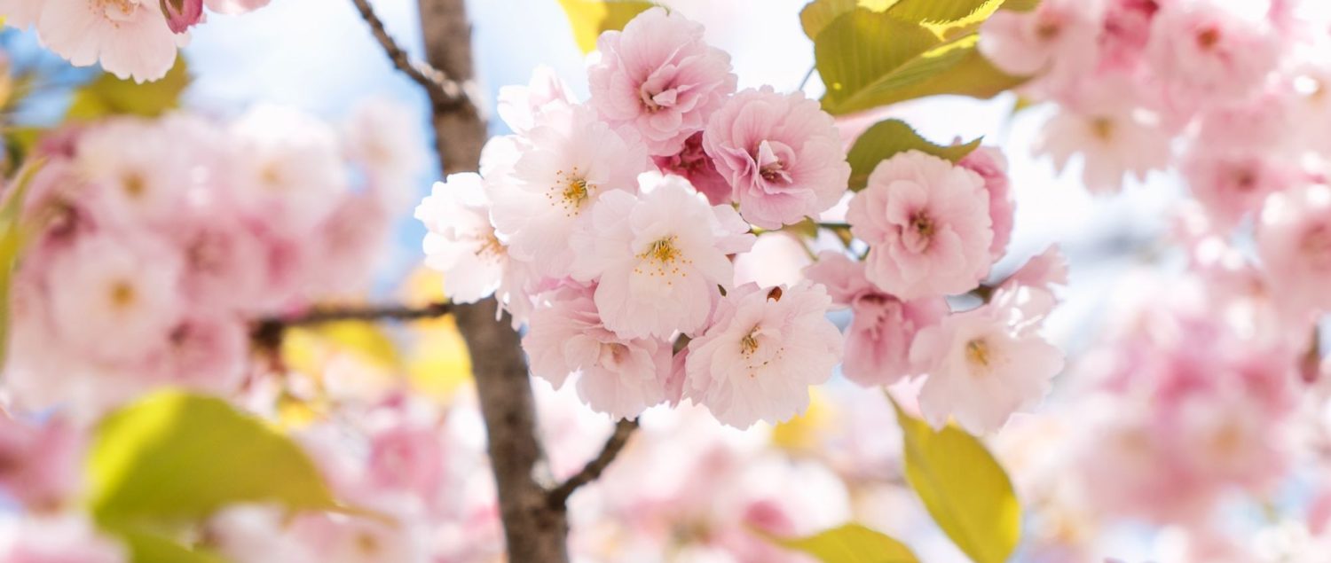 Cherry Blossoms in Japan