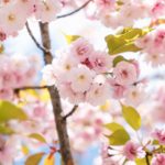 Cherry Blossoms in Japan