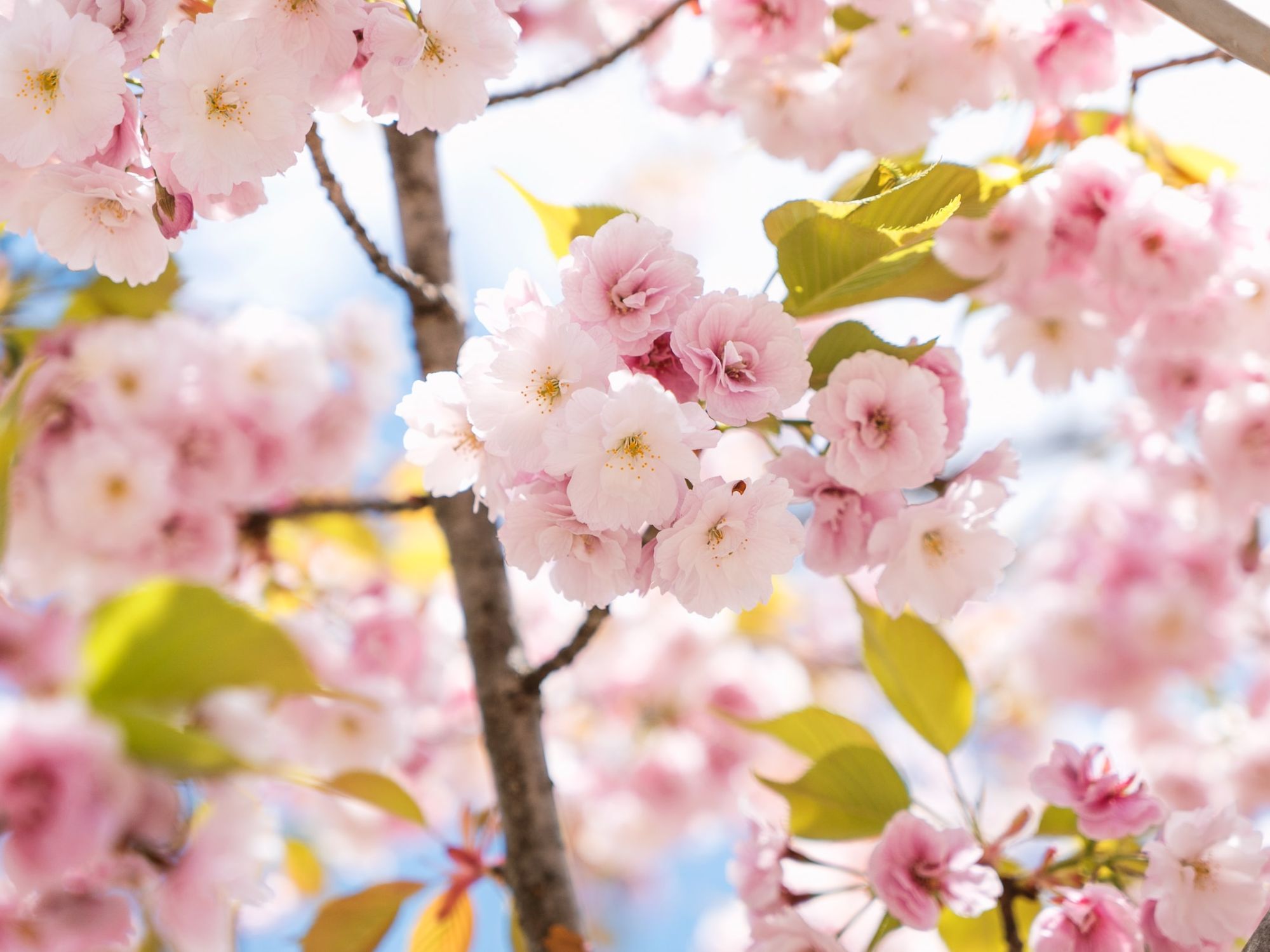 Cherry Blossoms in Japan