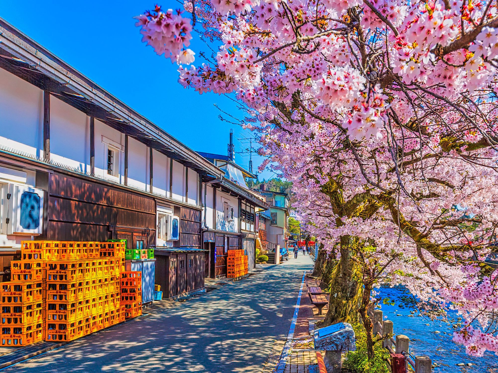 Cherry Blossoms in Hida Takayama, Japan