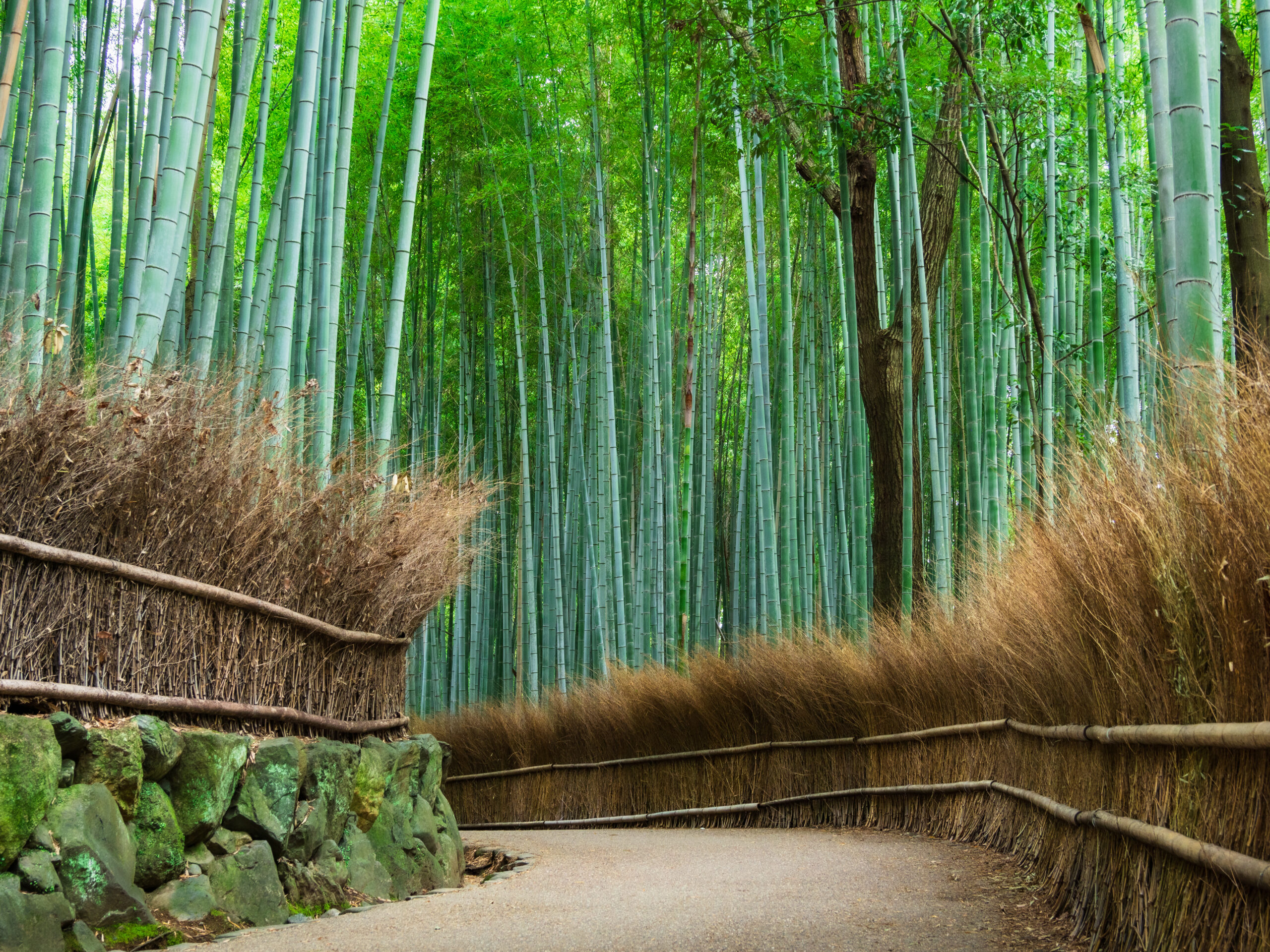 Bamboo Forest of Arashiyama in Kyoto, Japan