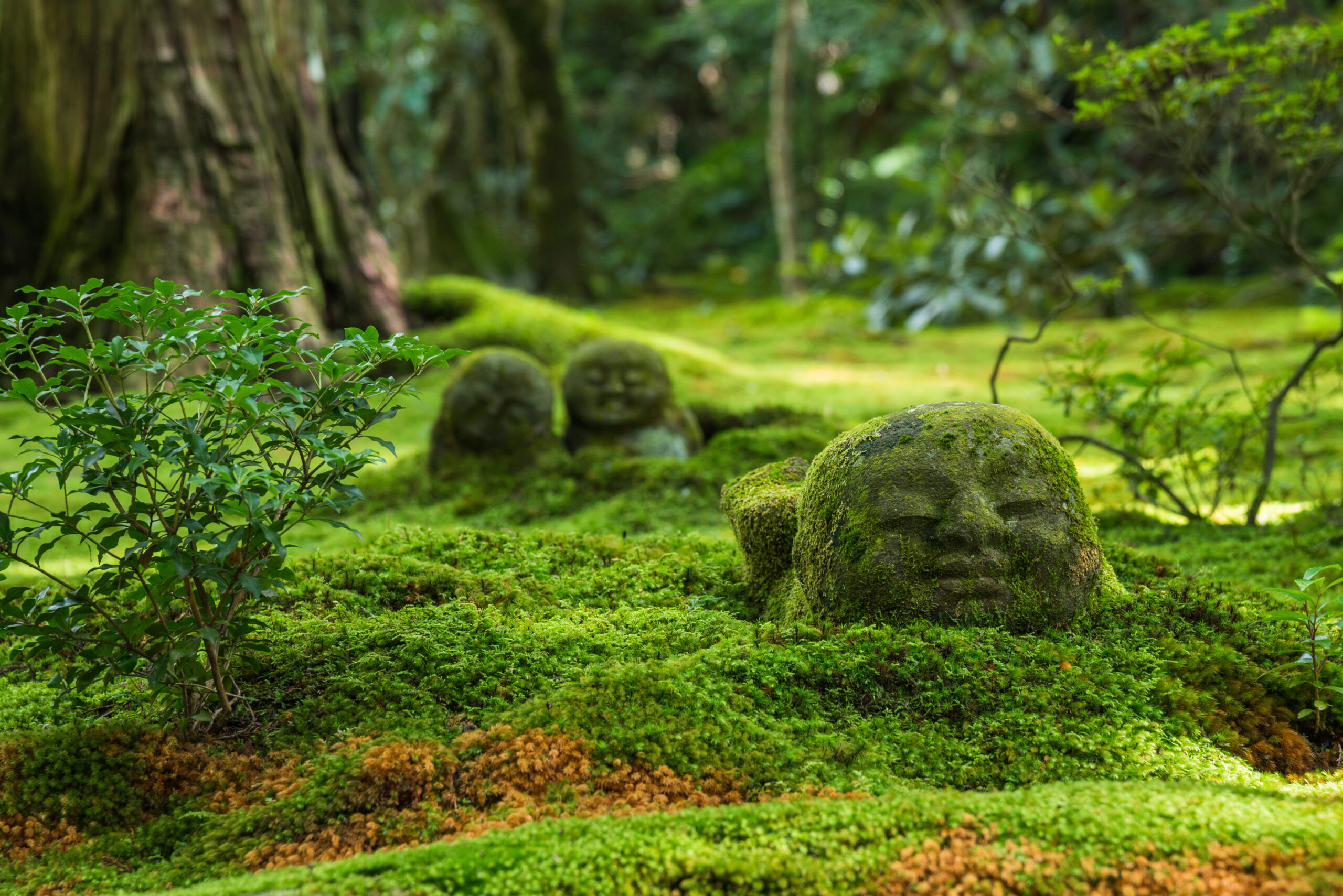 Sanzenin Temple in Kyoto, Japan