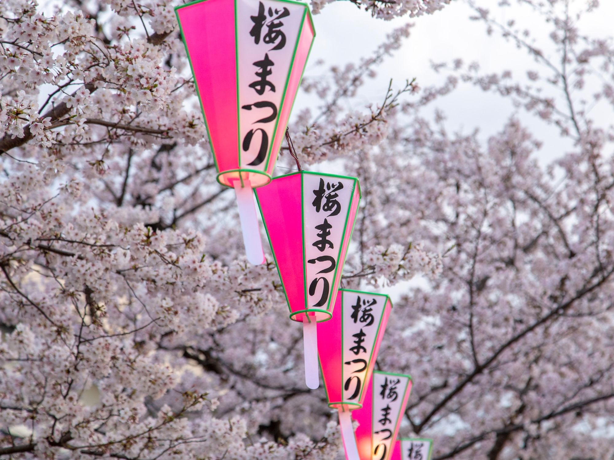 Cherry Blossom Festival in Japan