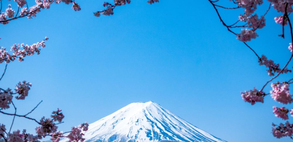 Mount Fuji surrounded by cherry blossoms