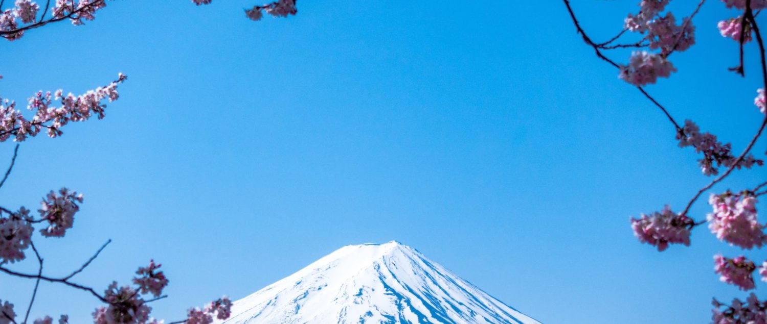 Mount Fuji surrounded by cherry blossoms