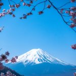 Mount Fuji surrounded by cherry blossoms