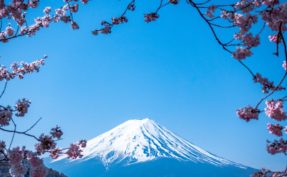 Mount Fuji surrounded by cherry blossoms