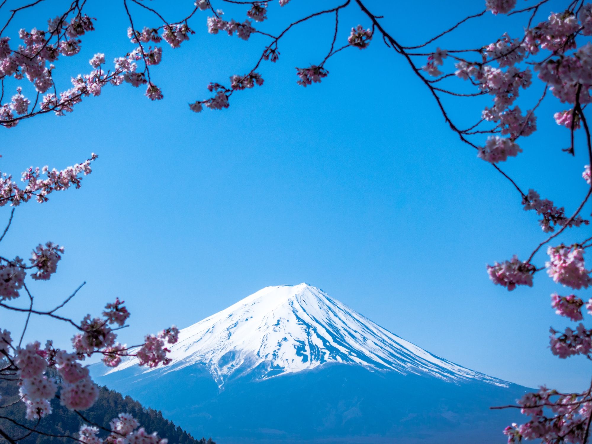Mount Fuji surrounded by cherry blossoms