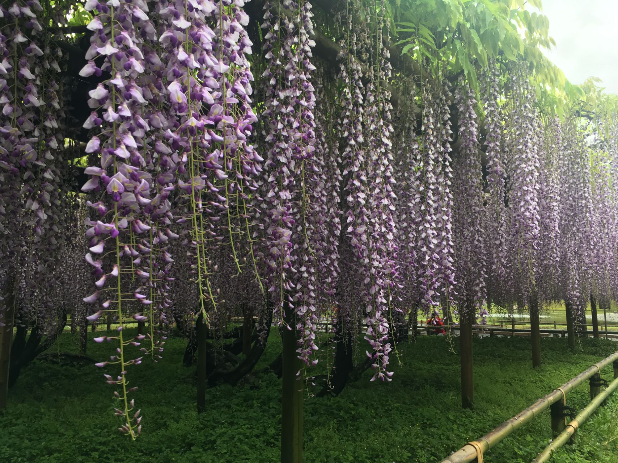 Fuji wisteria flowers at Byodo-in Temple in Kyoto City, Japan.