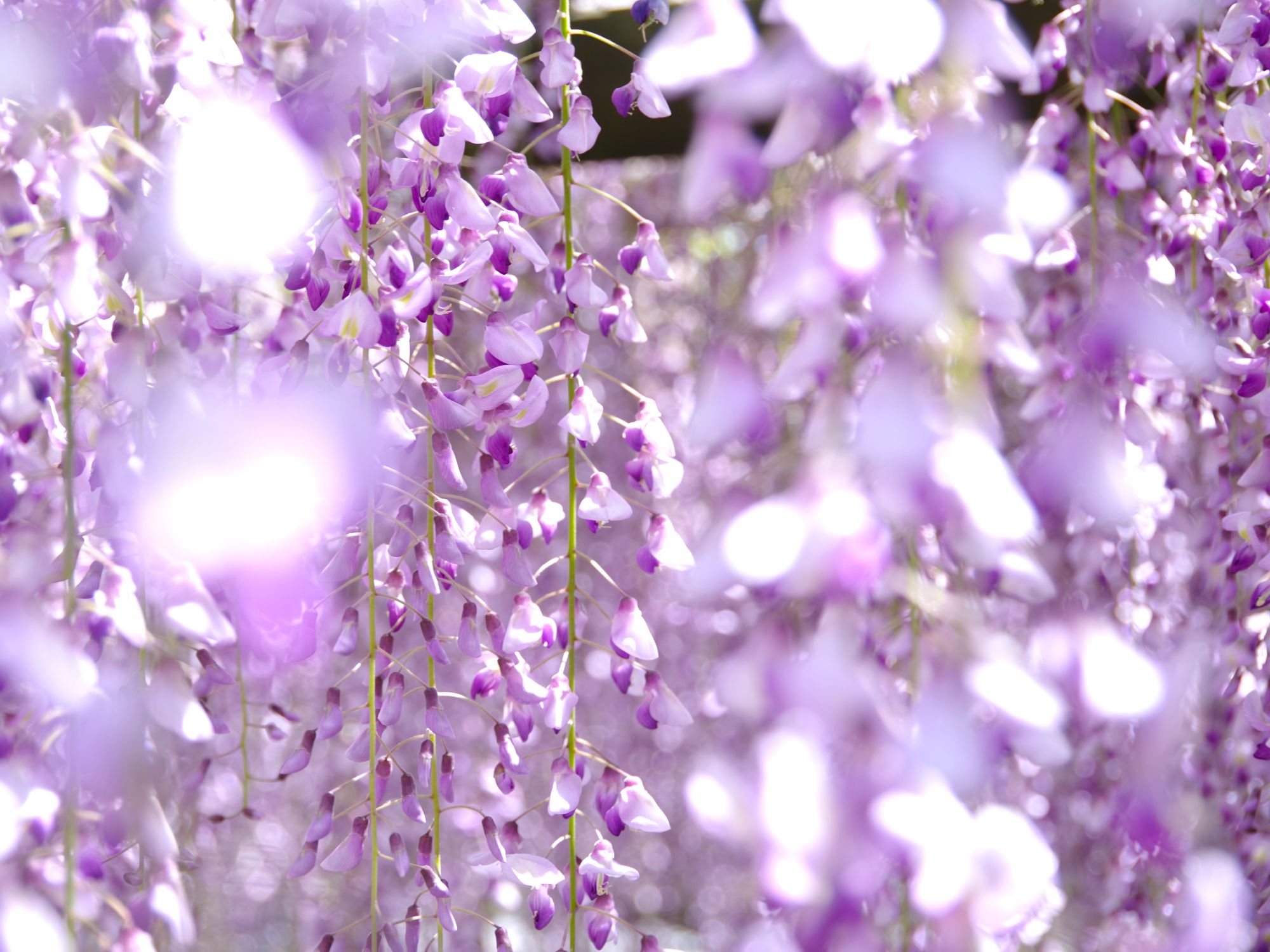 Wisteria flowers in Kyoto.