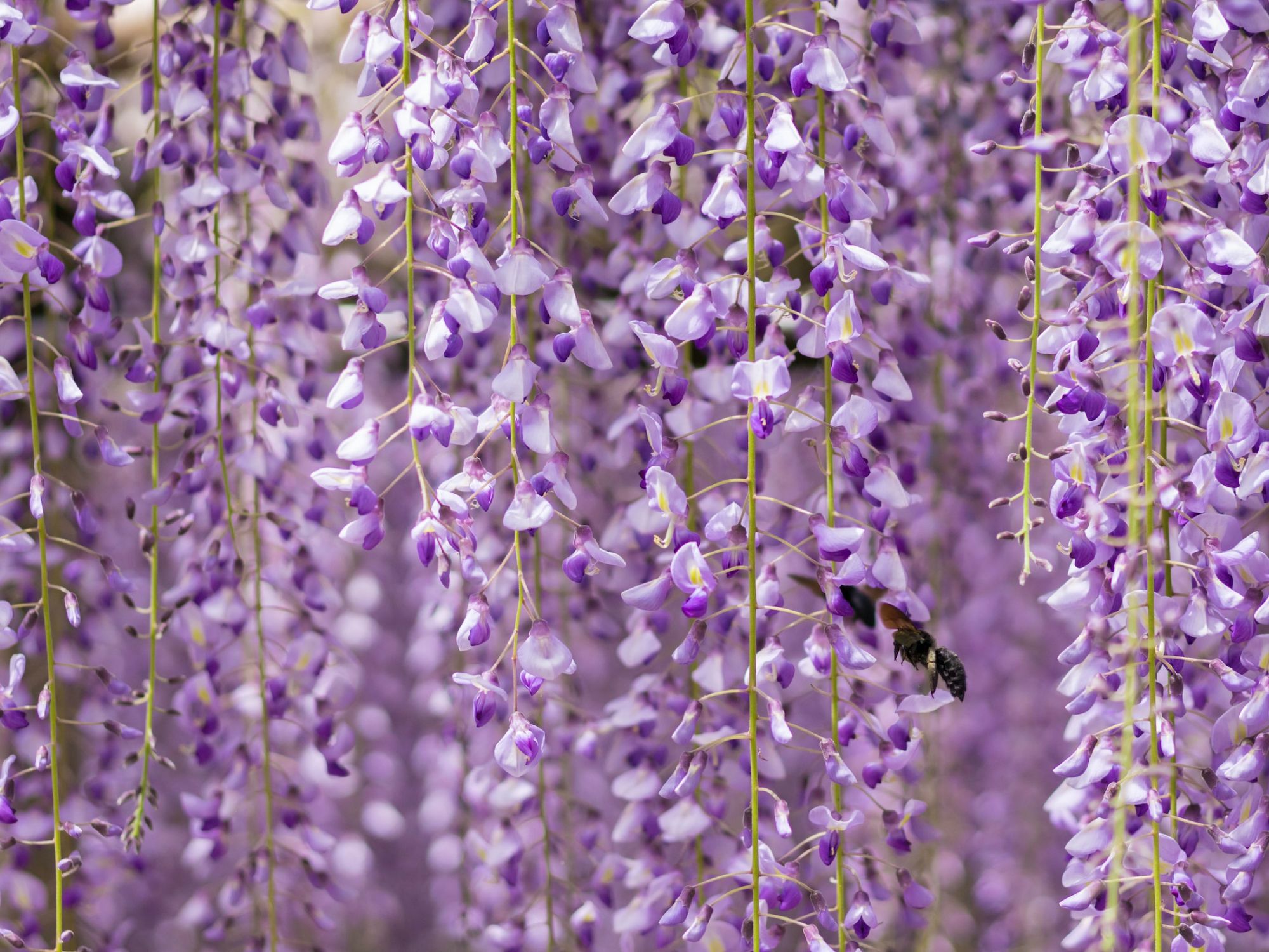 Where to Find Wisteria in Kyoto, Recommended by Locals