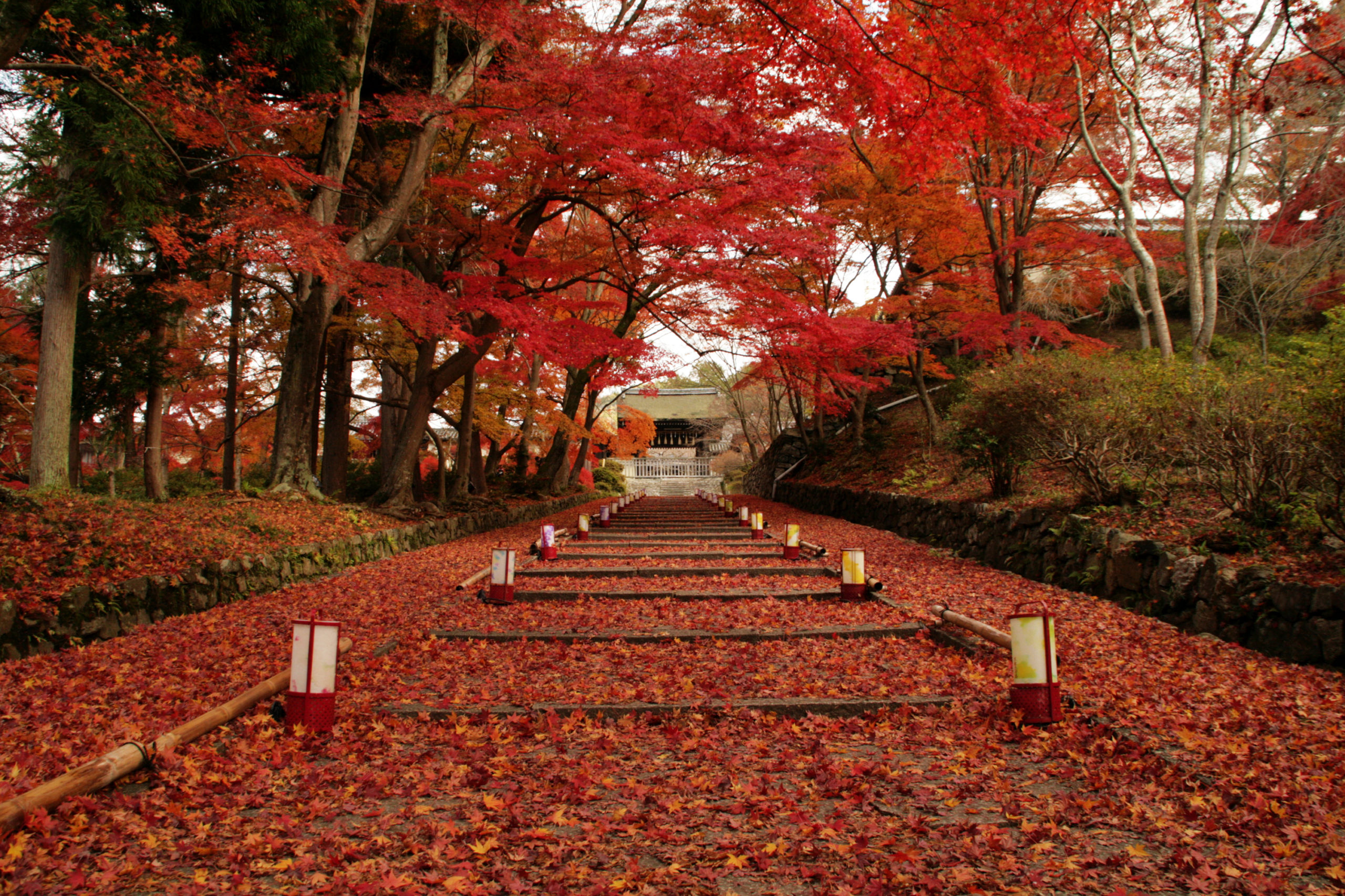 Kyoto in Autumn: Best Destinations Picked by Locals