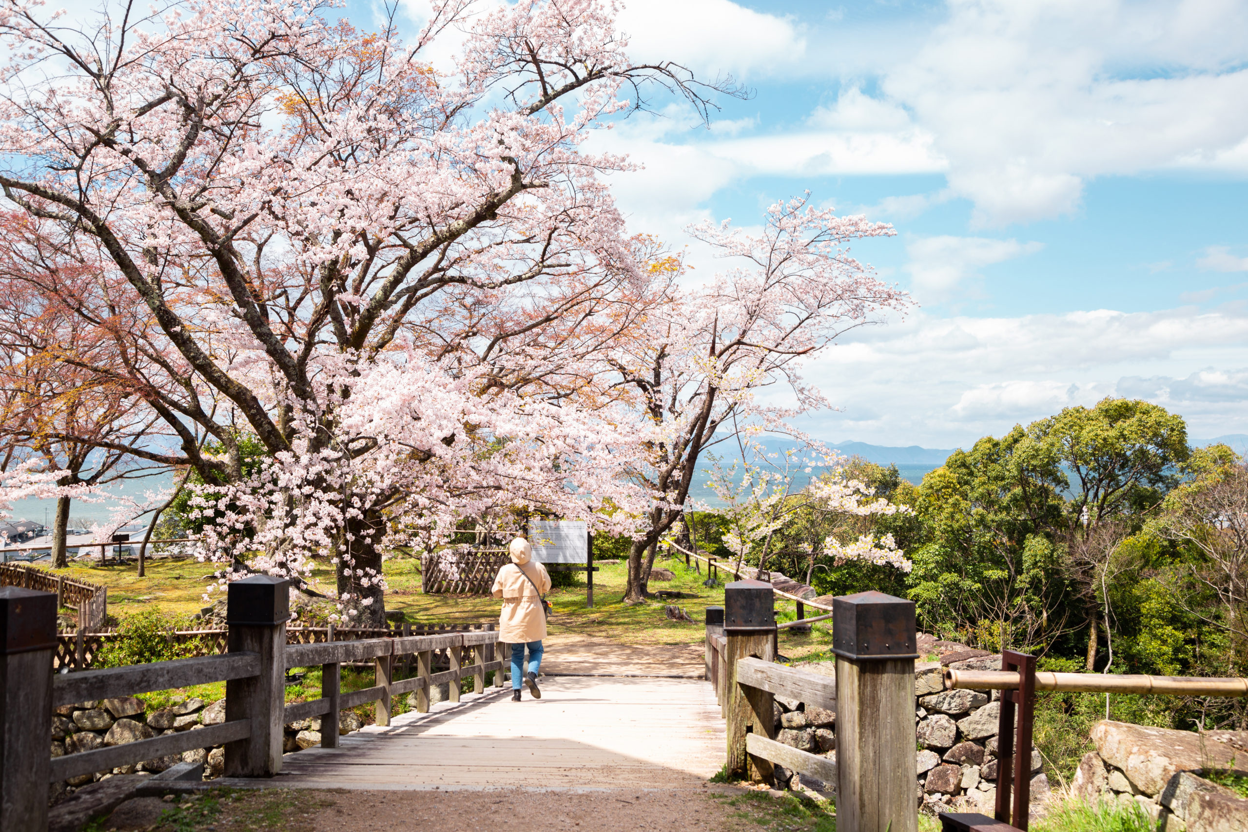 Hikone castle spring cherry blossoms in Shiga, Japan