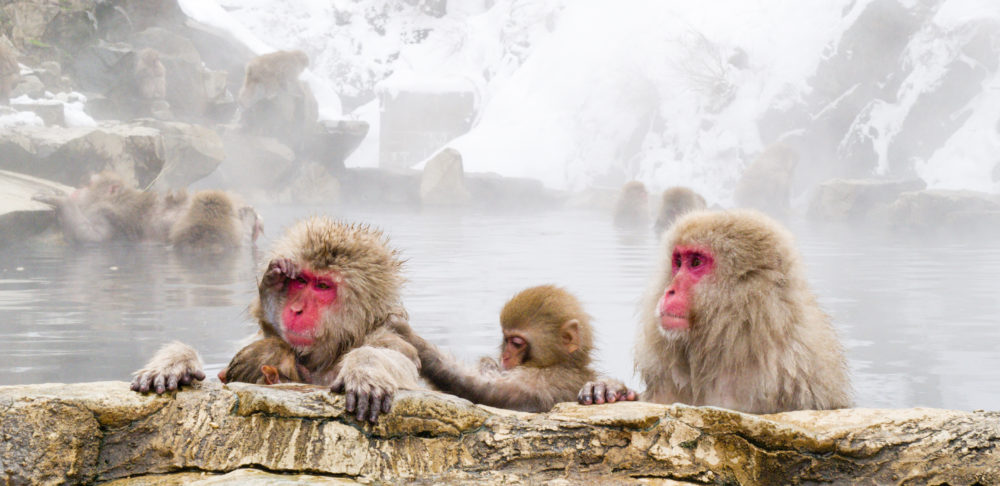 Snow monkeys sitting in the hot springs