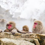 Snow monkeys sitting in the hot springs