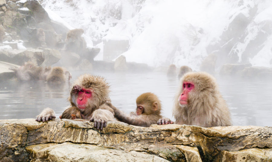 Snow monkeys sitting in the hot springs