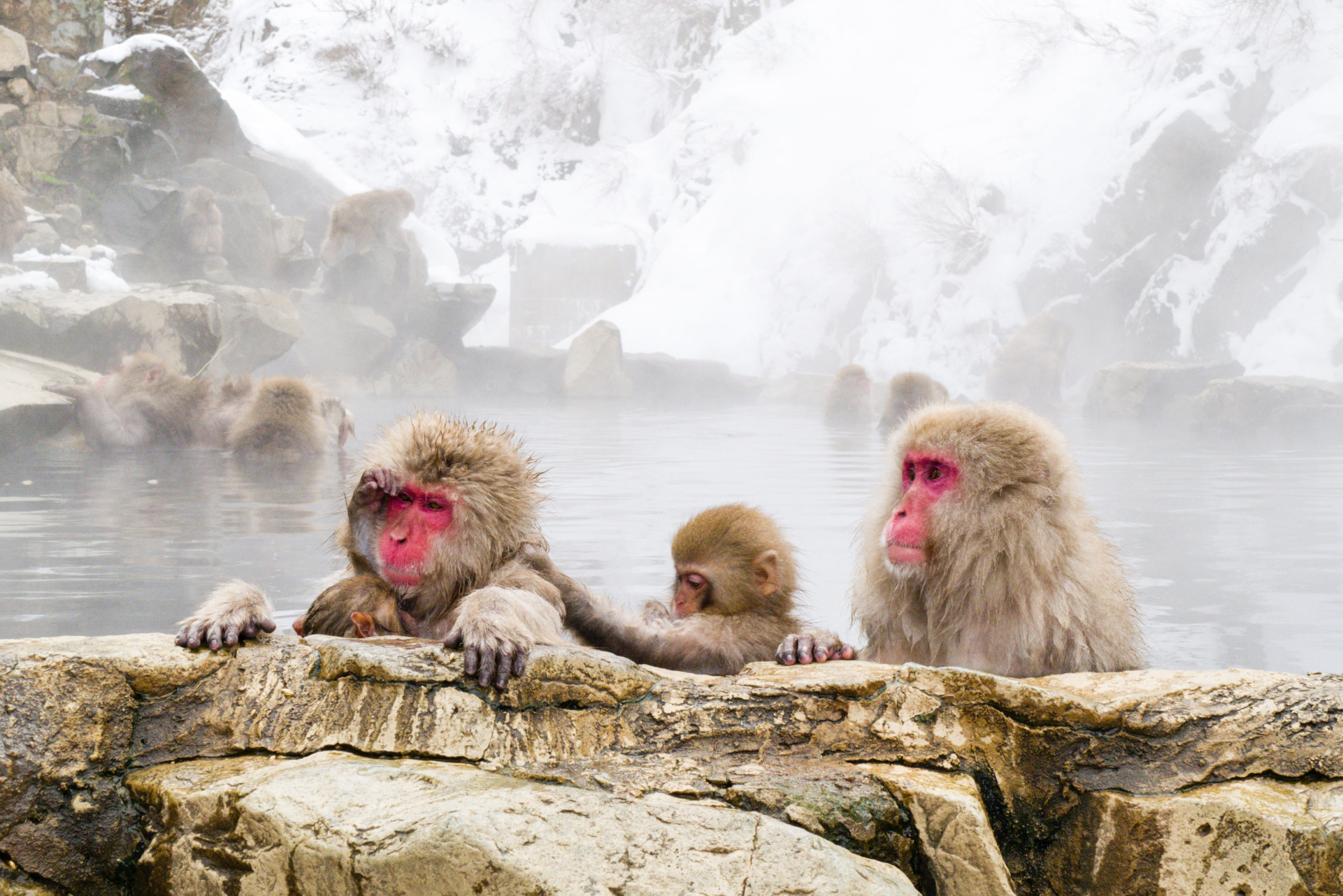 Snow monkeys sitting in the hot springs