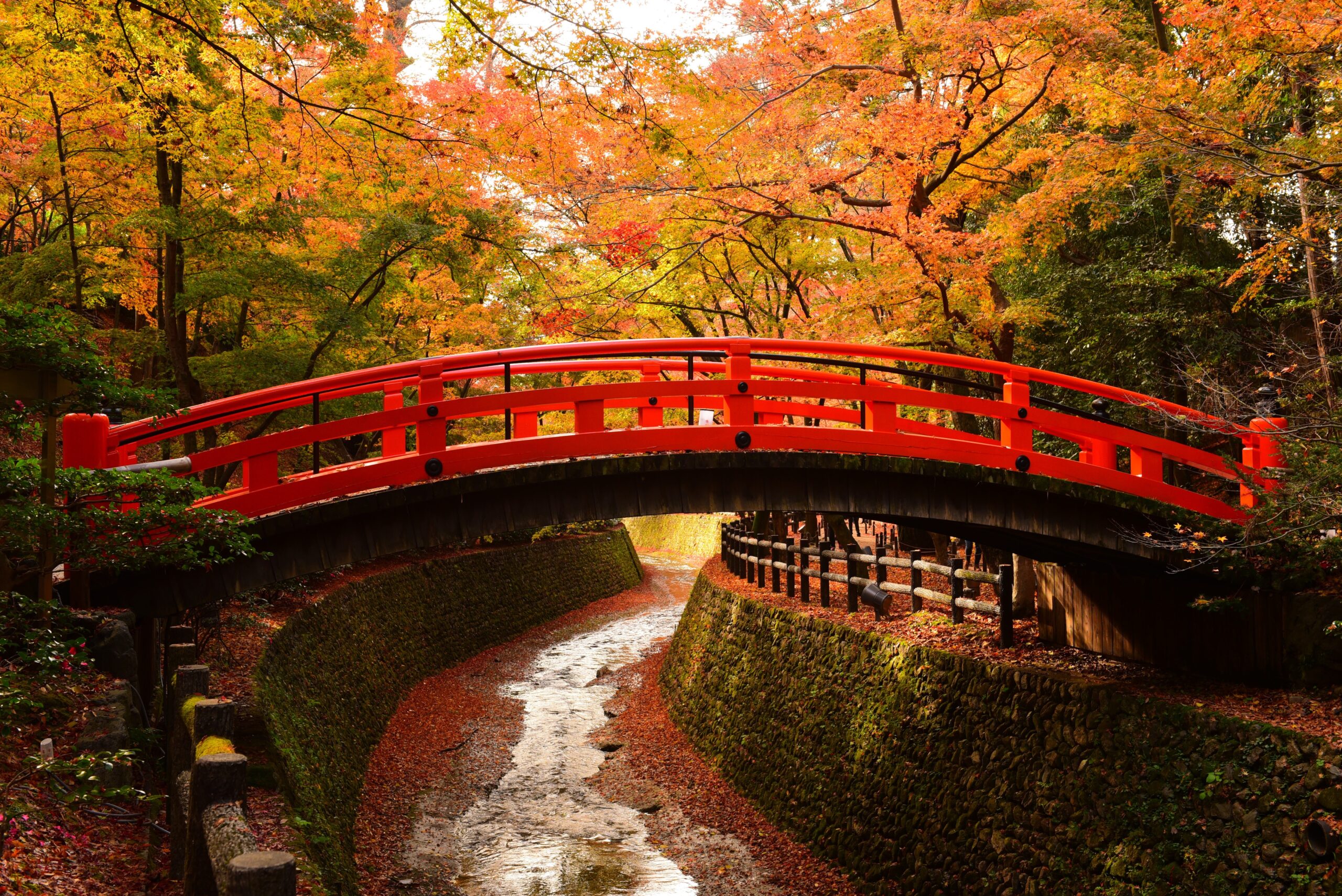 Autumn leaves at Kitano Tenmangu Shrine with a red bridge