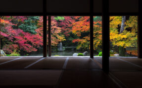 七色に染まったモミジ