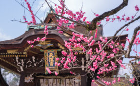 Kitano Tenmangu Shrine in Kyoto City