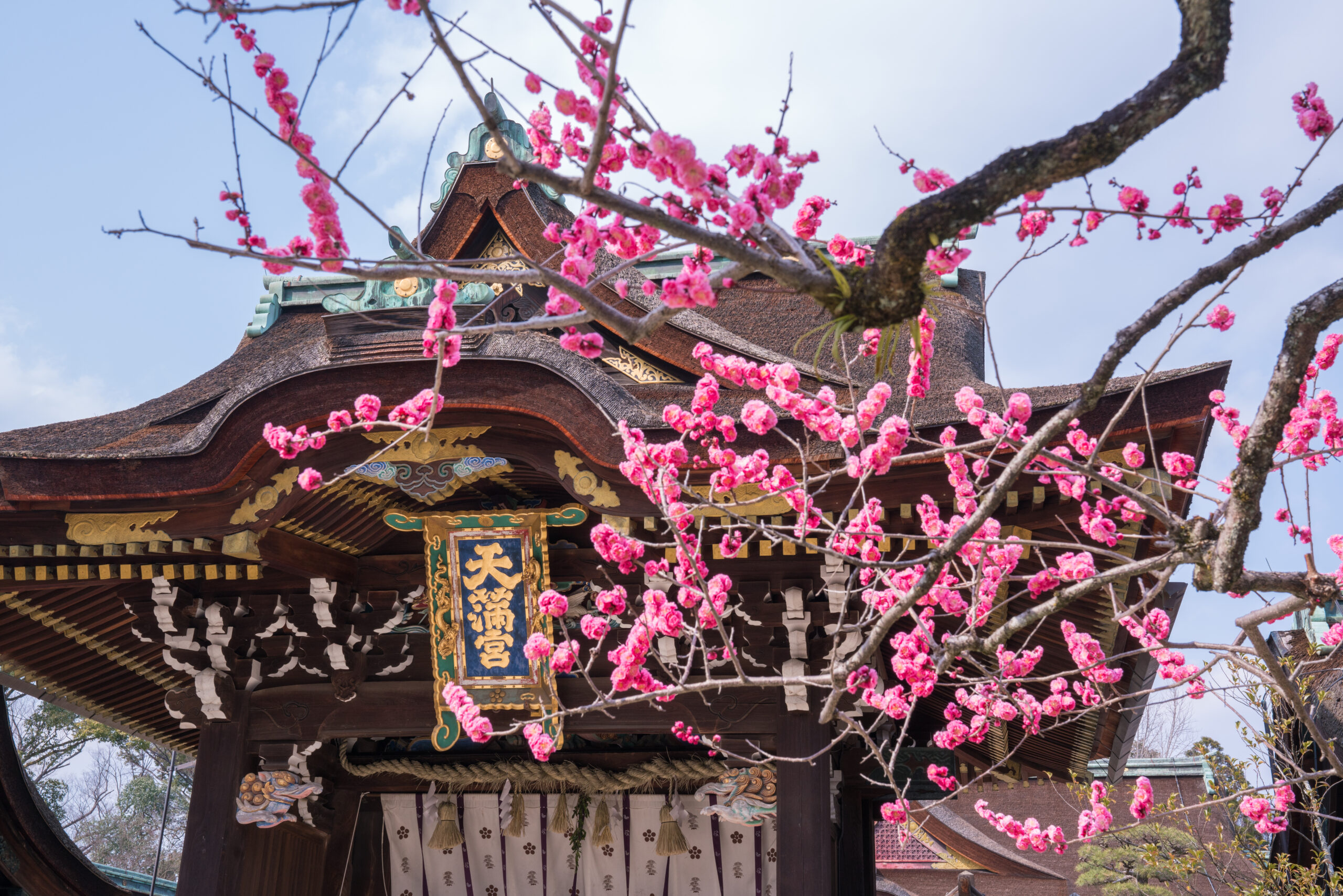 京都 北野天満宮 紅梅 Kitano Tenmangu Shrine in Kyoto City
