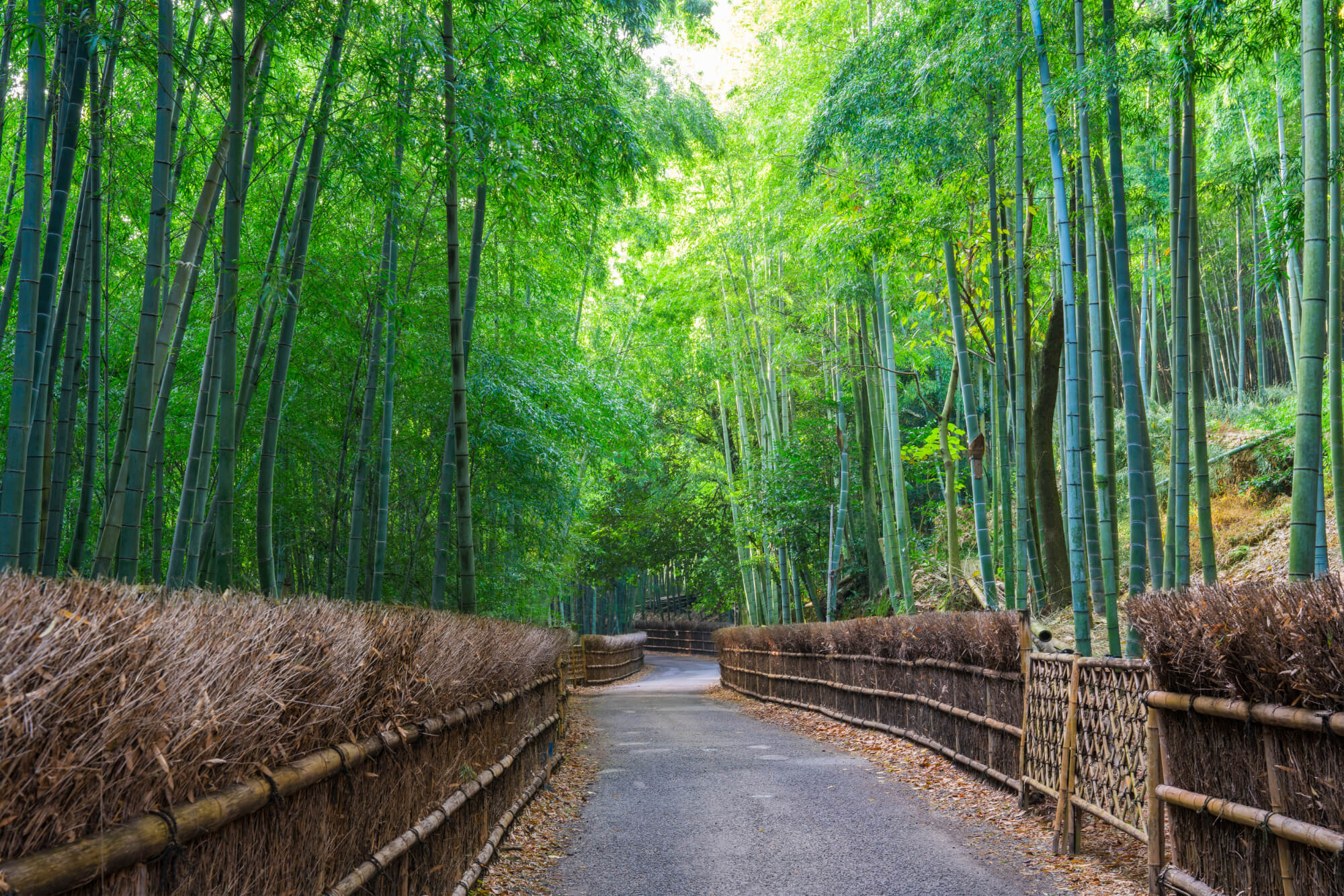 Convenient access toward Arashiyama Bamboo Forest, Gion