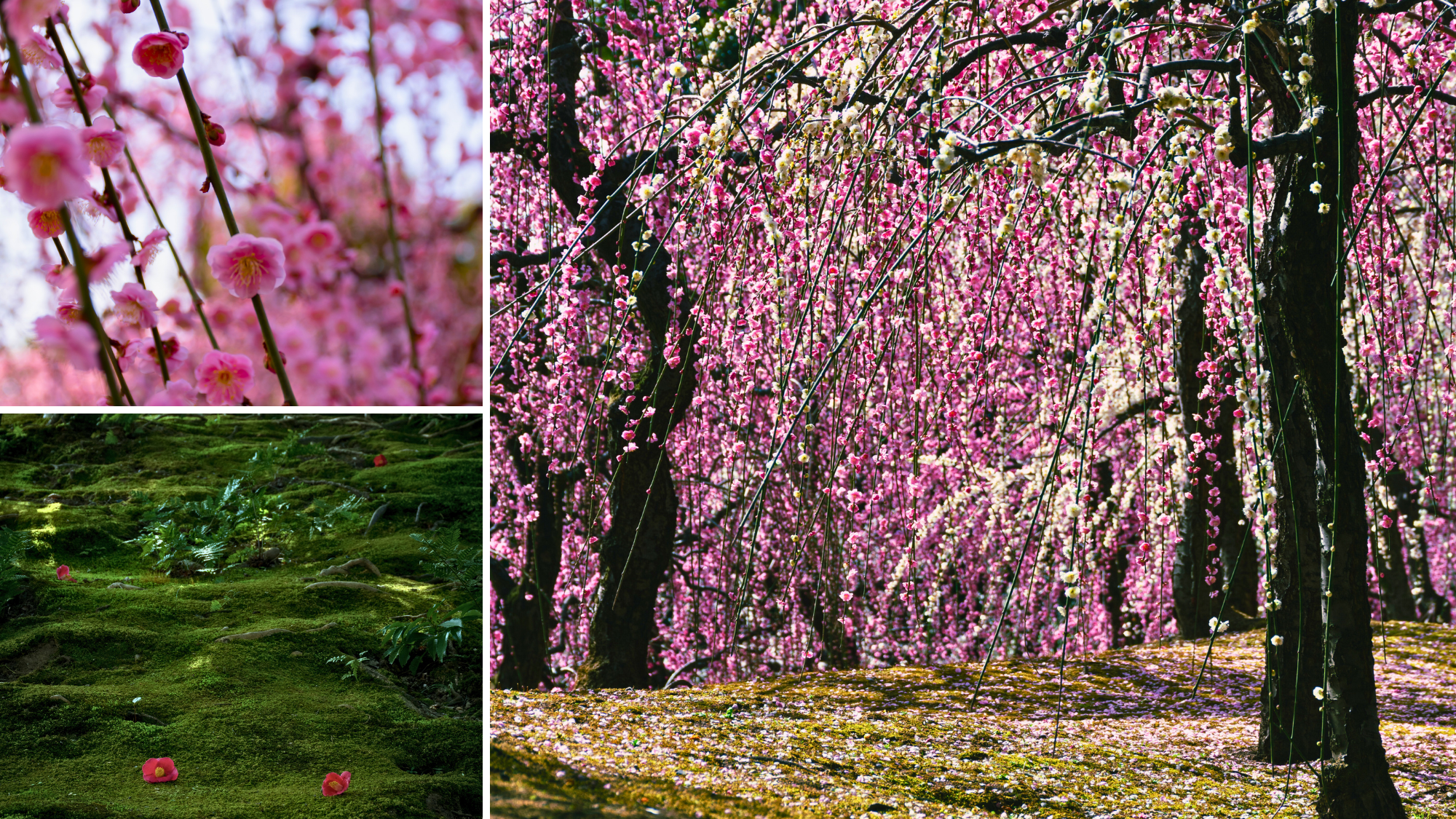 Weeping plum blossoms (shidareume) at Jonangu Shrine in Kyoto, Japan. © MACHIYA INNS & HOTELS