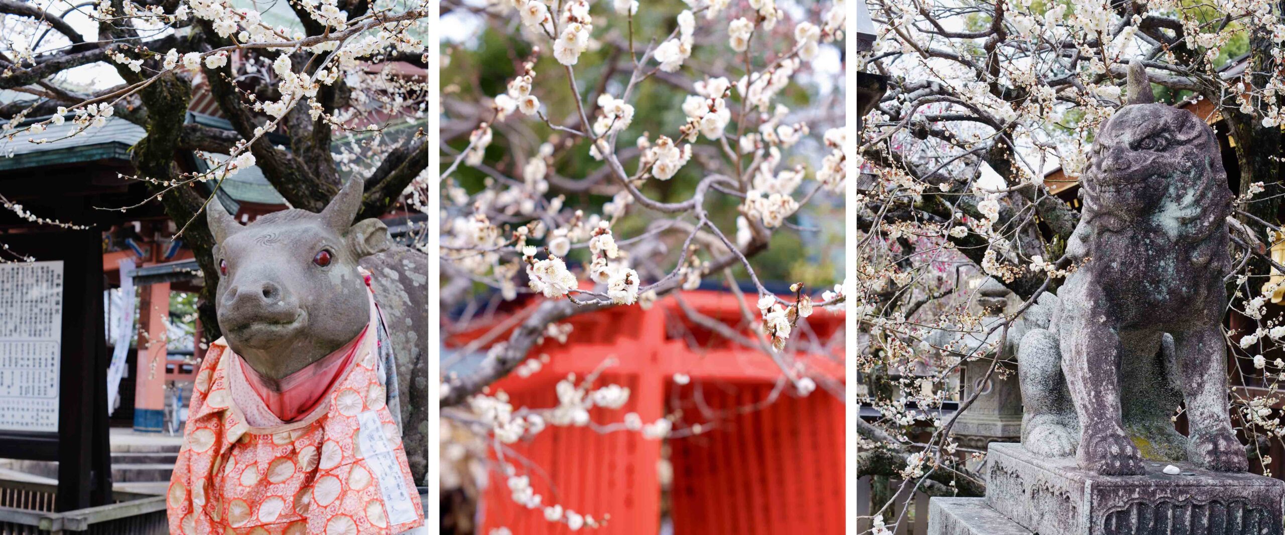 Plum blossoms at Kitano Tenmangu Shrine in Kyoto, Japan. © MACHIYA INNS & HOTELS
