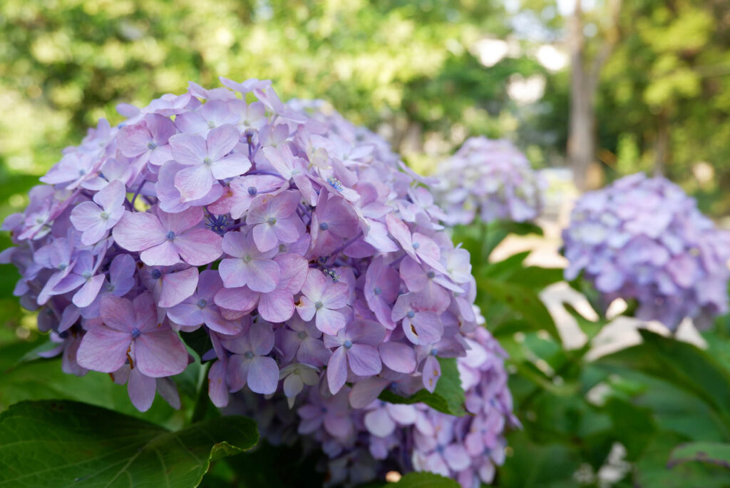 Ajisai Hydrangeas blooming at Yokokuji Temple in Kyoto, Japan.