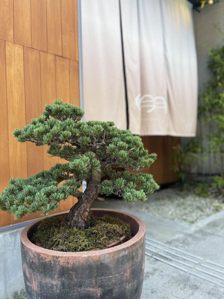 A bonsai plant welcoming guests at eph Takayama